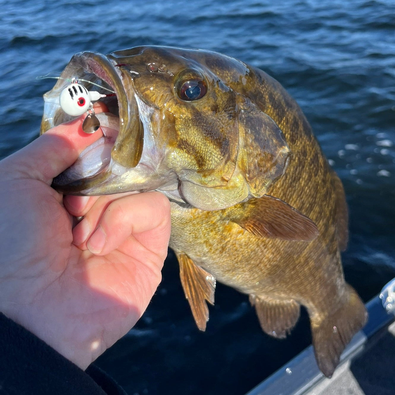 Large Mouth Bass with Underspin Jig in it's mouth